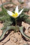 Tulipa turkestanica. Цветущее растение. Южный Казахстан, горы Каракус; высота примерно 800 м н.у.м. 03.04.2012.