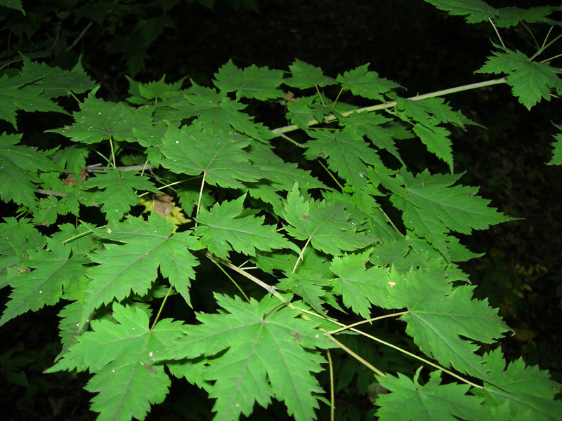 Image of Acer barbinerve specimen.