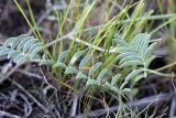 Astragalus macrotropis