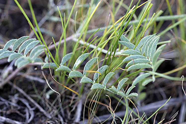 Изображение особи Astragalus macrotropis.