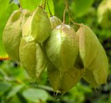 Staphylea trifolia. Плоды. Украина, Херсонская обл., Чаплинский р-н, пос. Аскания-Нова, дендропарк. Август 2012 г.