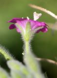 Epilobium velutinum