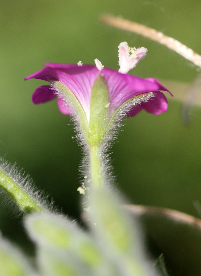 Image of Epilobium velutinum specimen.