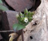 Cerastium holosteoides. Соцветие с бутонами и разворачивающимся цветком. Курская обл., г. Железногорск, ур. Опажье, обочина у дороги. 16 апреля 2009 г.