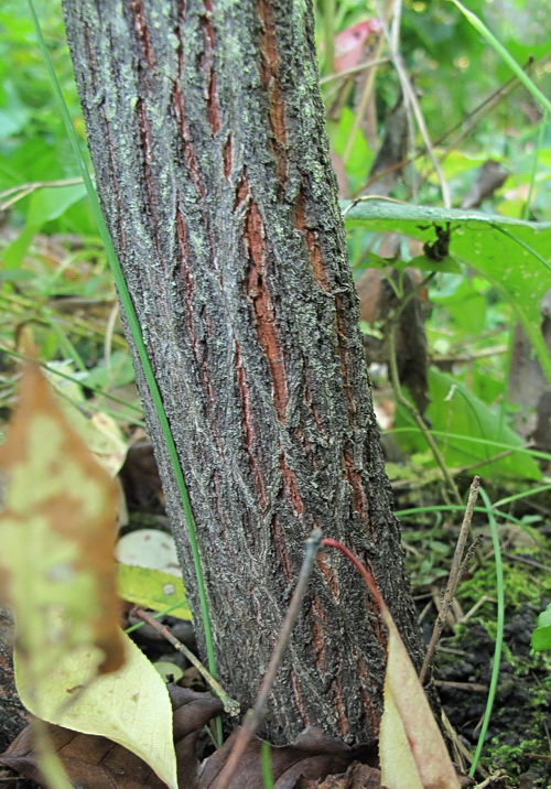 Image of Euonymus maackii specimen.