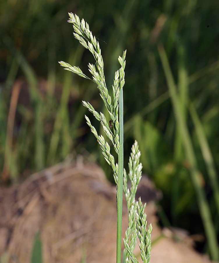 Изображение особи Poa pratensis.