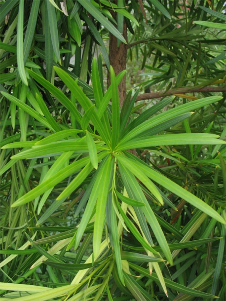 Изображение особи Podocarpus macrophyllus.