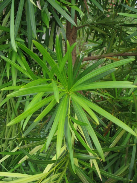 Image of Podocarpus macrophyllus specimen.