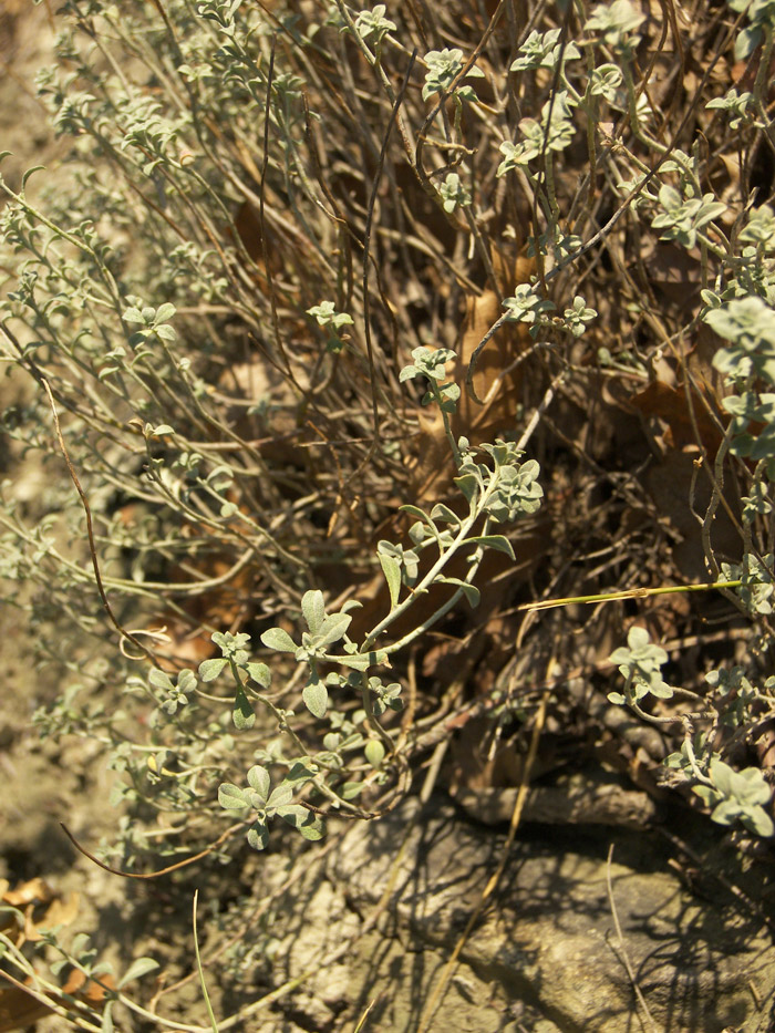Image of Odontarrhena tortuosa specimen.