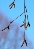 Betula pendula. Часть побега с покоящимися почками и мужскими соцветиями. Санкт-Петербург, 25 апреля 2009 г.