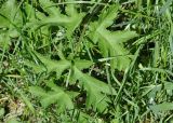 Heracleum sibiricum