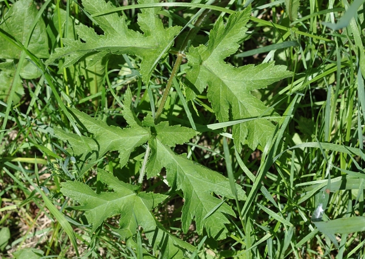 Image of Heracleum sibiricum specimen.