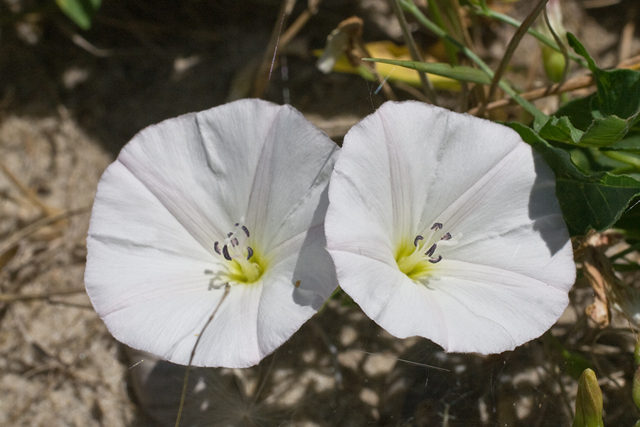 Image of Convolvulus arvensis specimen.