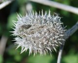 Datura stramonium. Прошлогодний плод. Черногория, Сланское озеро (западный берег). 03.07.2011.