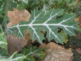 Argemone mexicana