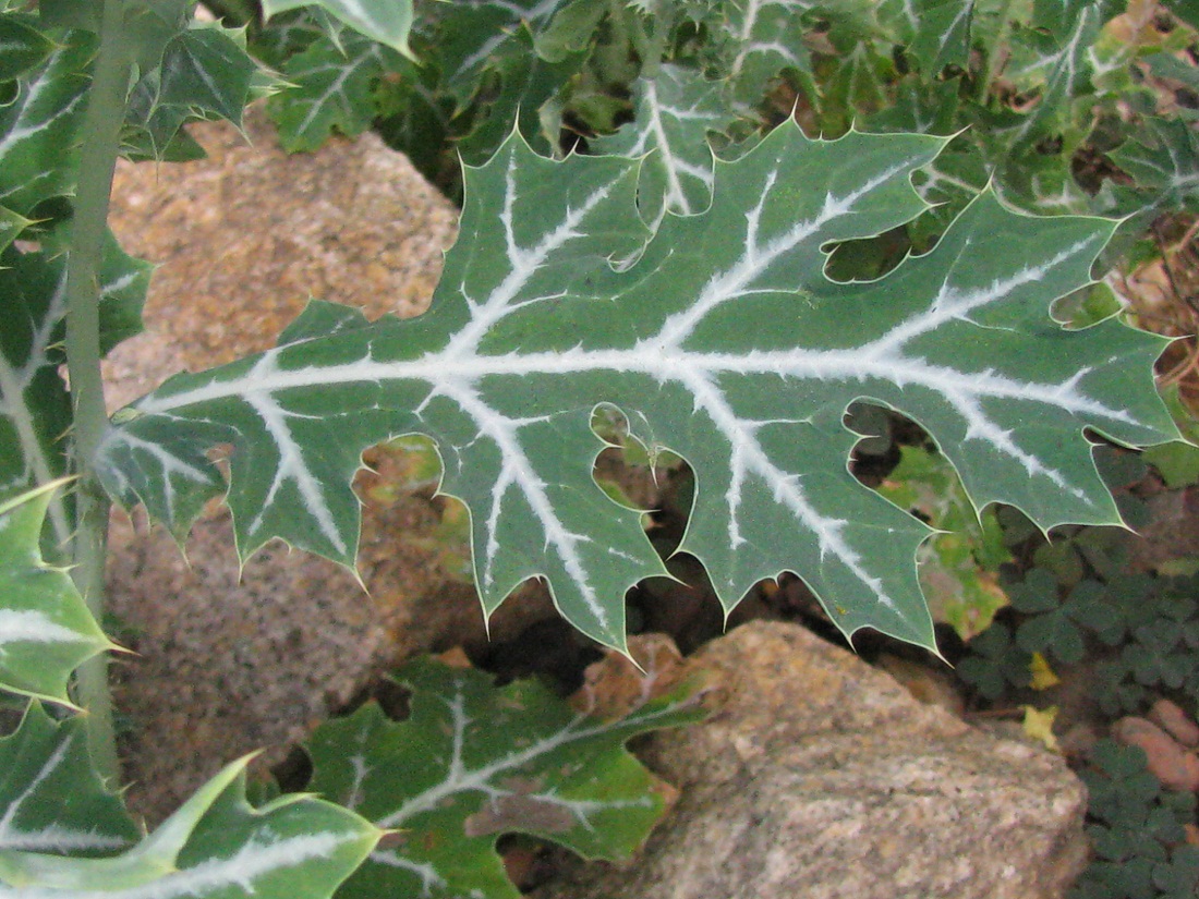 Image of Argemone mexicana specimen.