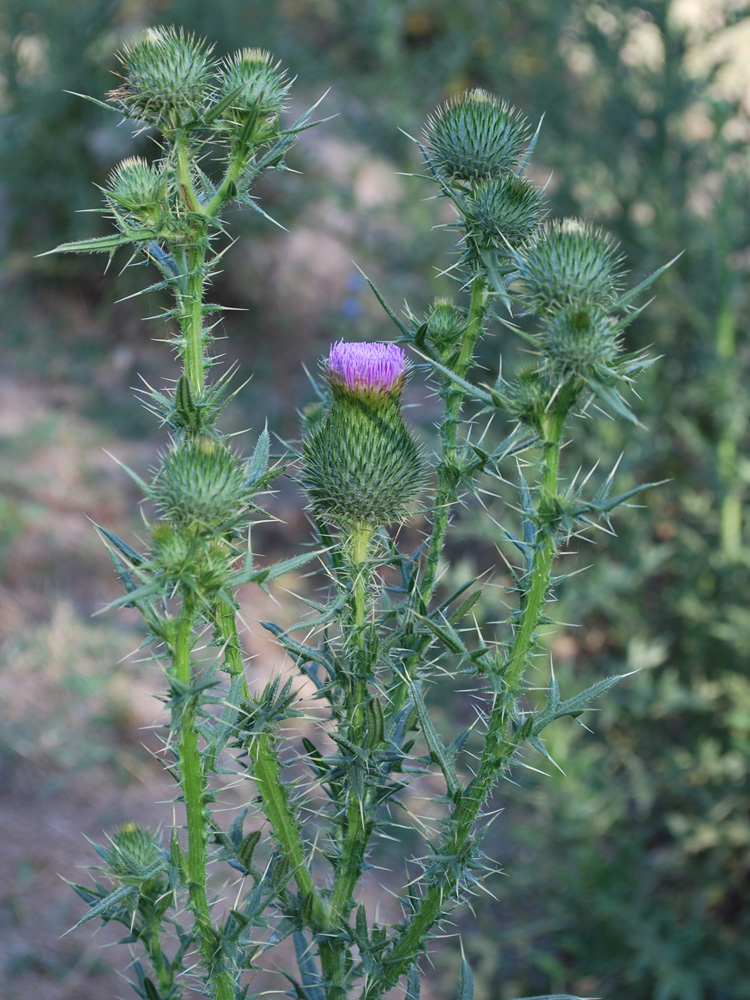 Изображение особи Cirsium vulgare.