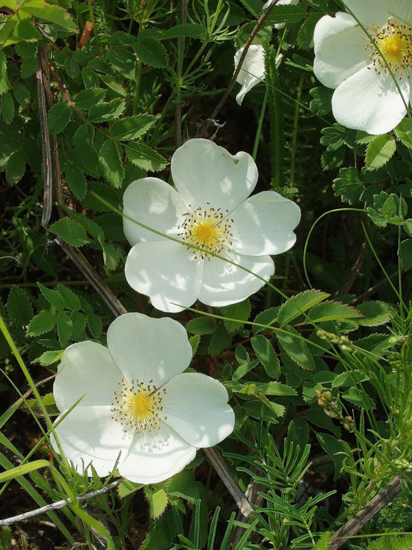 Image of Rosa spinosissima specimen.