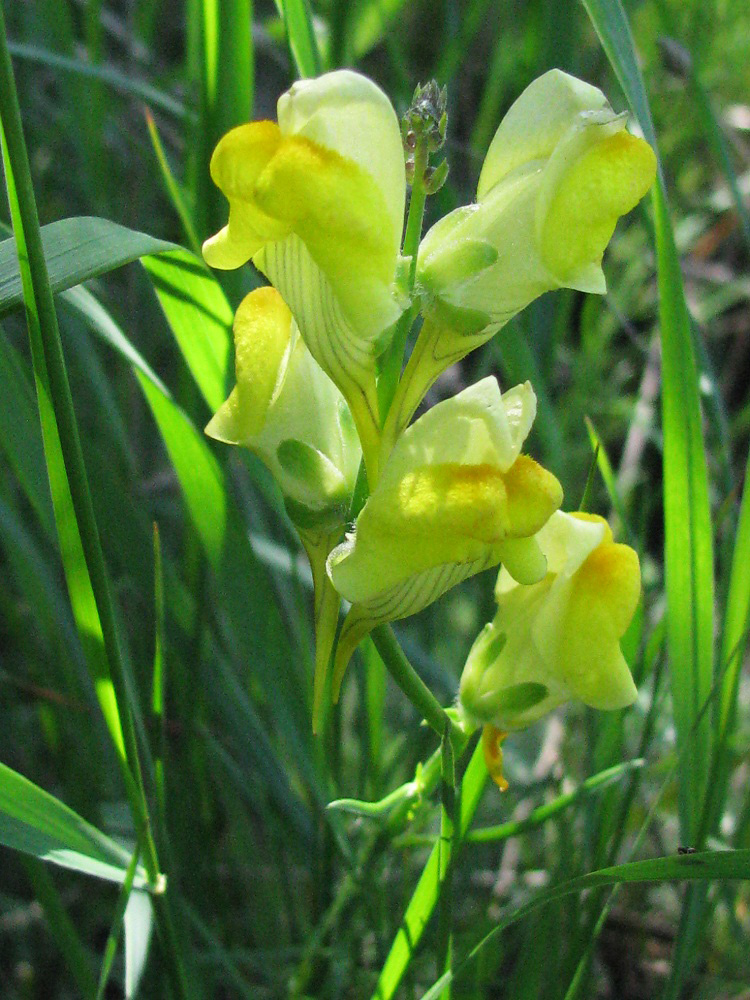 Изображение особи Linaria macroura.