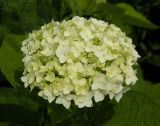 Hydrangea macrophylla. Соцветие. Приморский край, Спасский р-н, с. Хвалынка, в культуре. 21.07.2011.