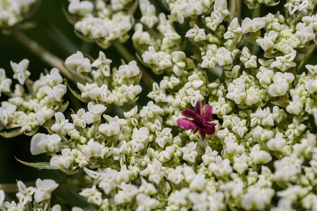 Image of Daucus carota specimen.