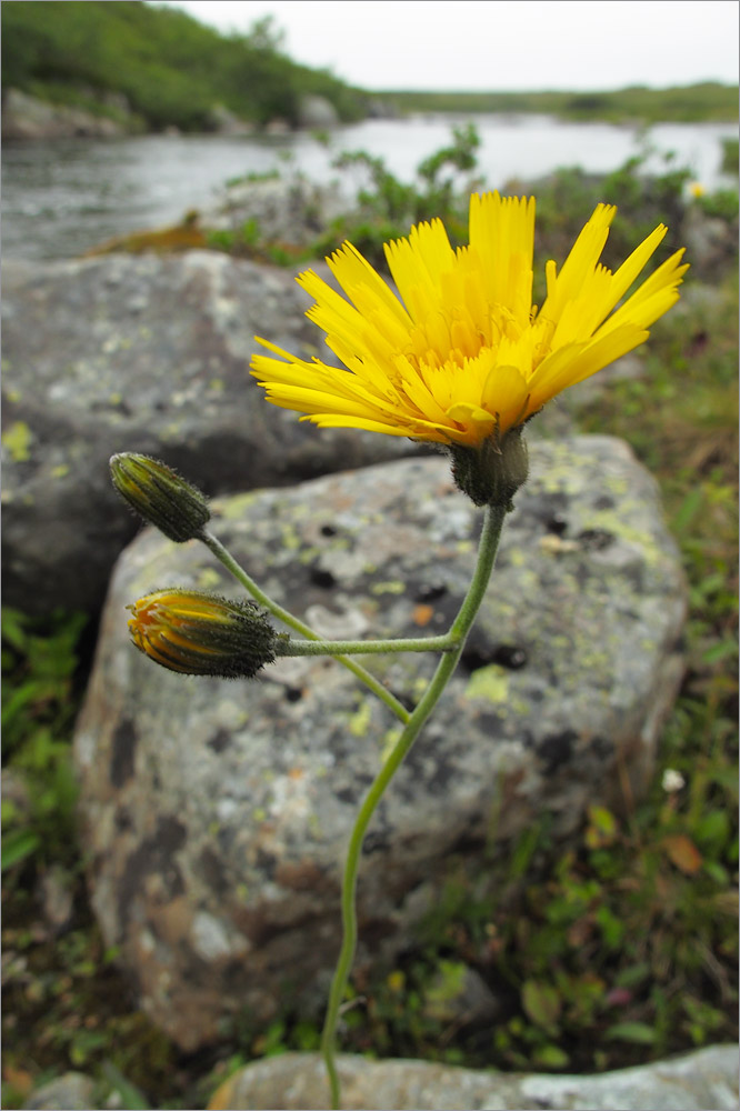 Изображение особи род Hieracium.