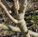 Aralia elata