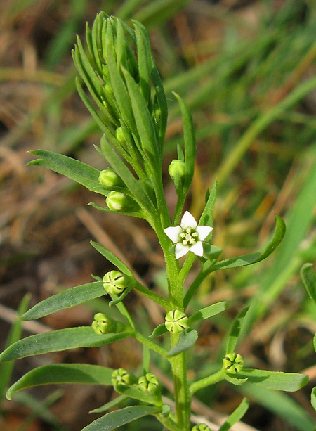 Изображение особи Thesium ramosum.