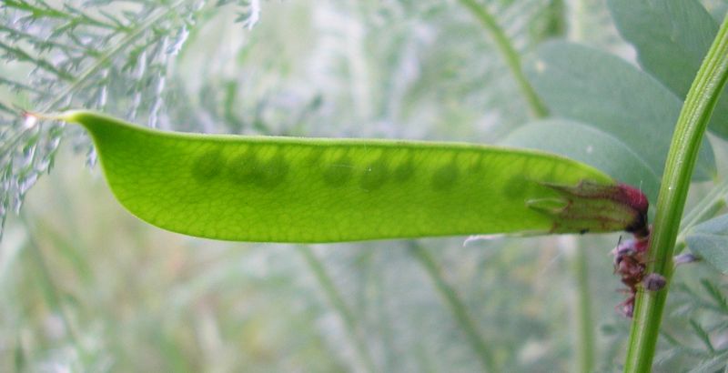 Image of Vicia grandiflora specimen.