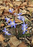 genus Chionodoxa