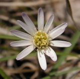 Leibnitzia anandria