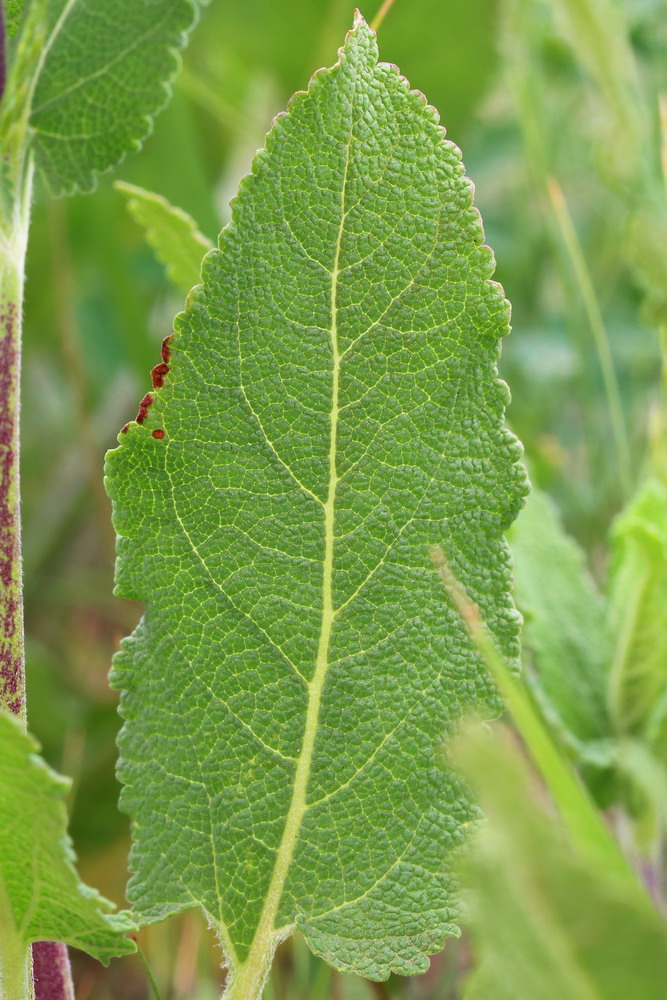 Image of Salvia tesquicola specimen.