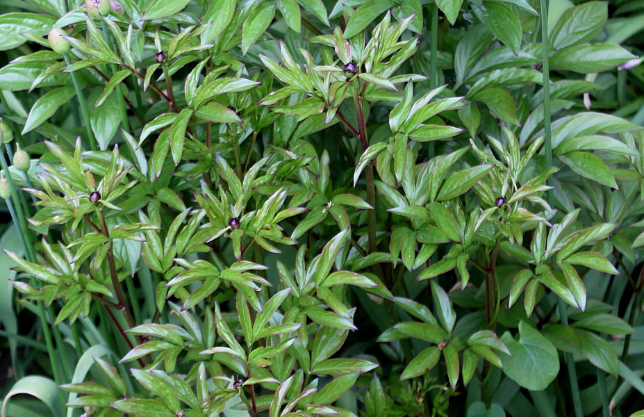 Image of Paeonia officinalis specimen.