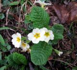 Primula vulgaris. Цветущее растение. Ставропольский край, г. Кисловодск, Курортный парк нижний. 09.04.2013.