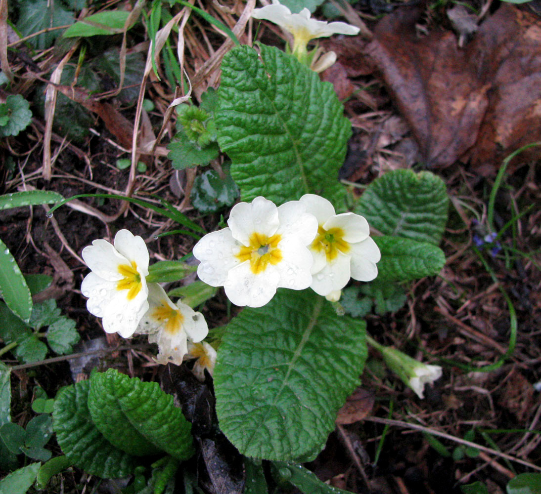 Image of Primula vulgaris specimen.