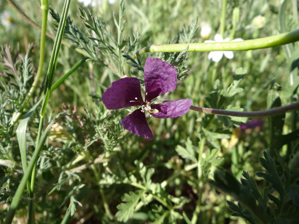 Image of Roemeria hybrida specimen.