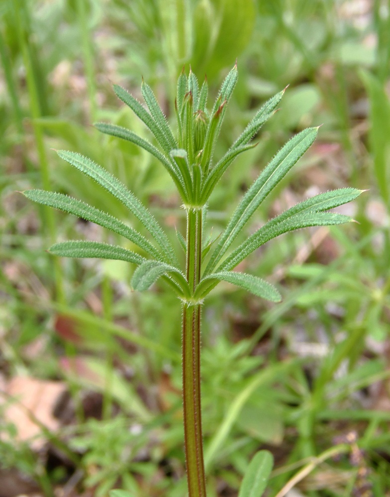 Image of Galium aparine specimen.