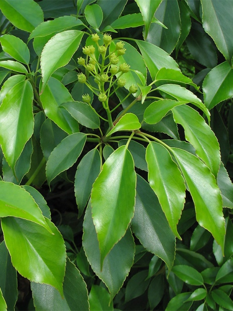 Изображение особи Trochodendron aralioides.