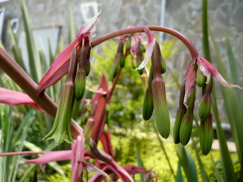 Изображение особи Beschorneria bracteata.