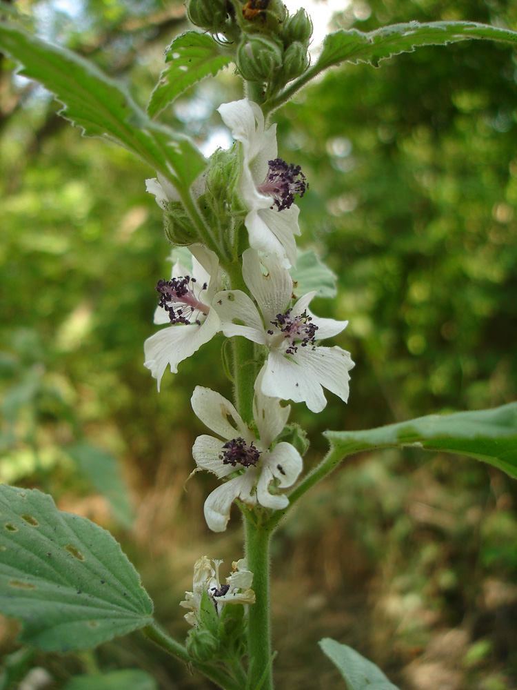 Изображение особи Althaea officinalis.