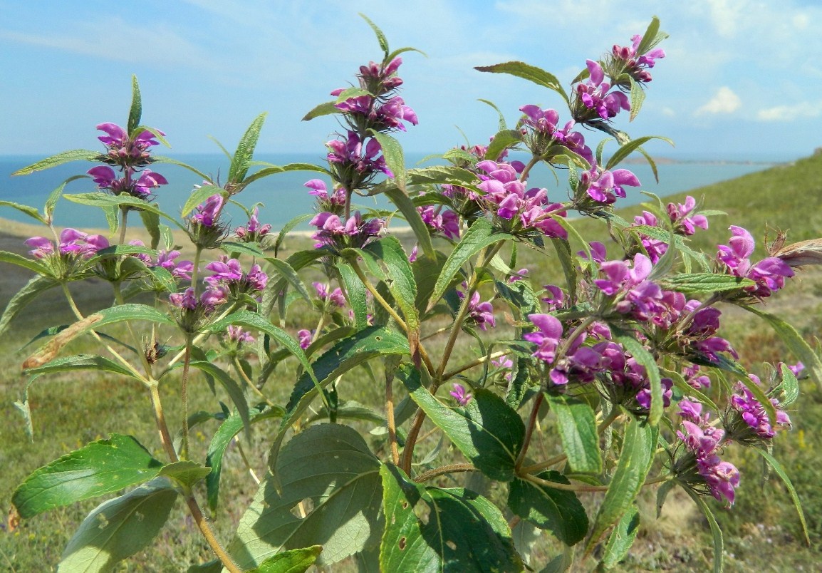 Изображение особи Phlomis pungens.