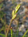 Polygala major