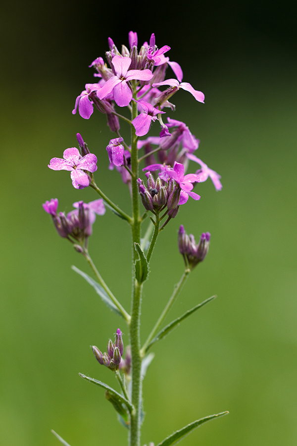 Изображение особи Hesperis matronalis.