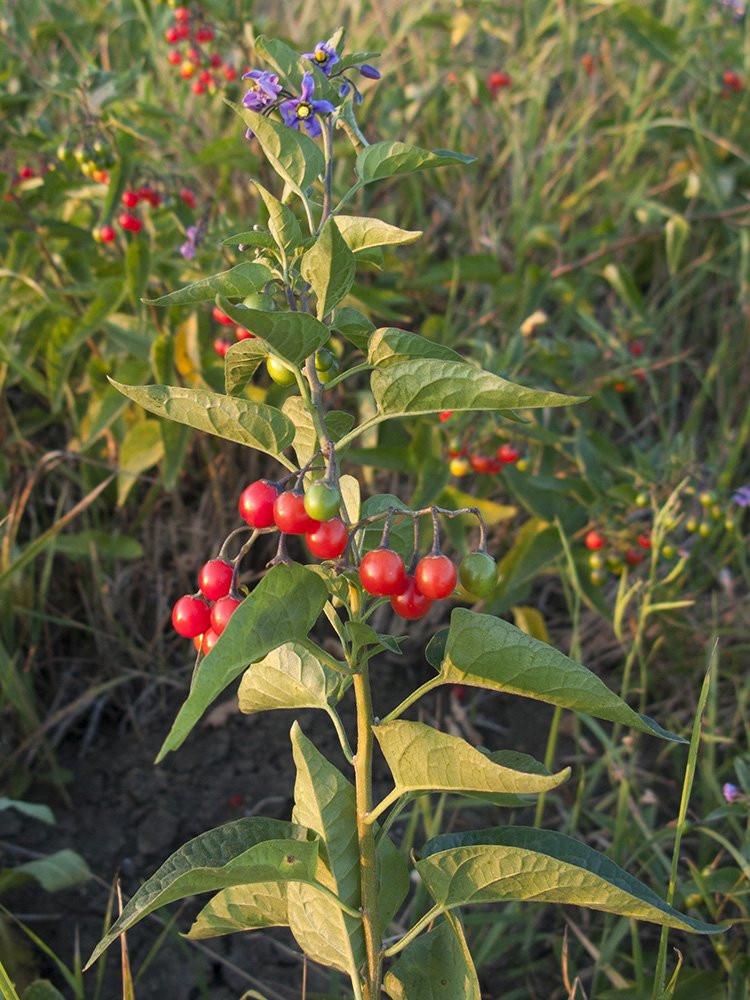 Image of Solanum kitagawae specimen.