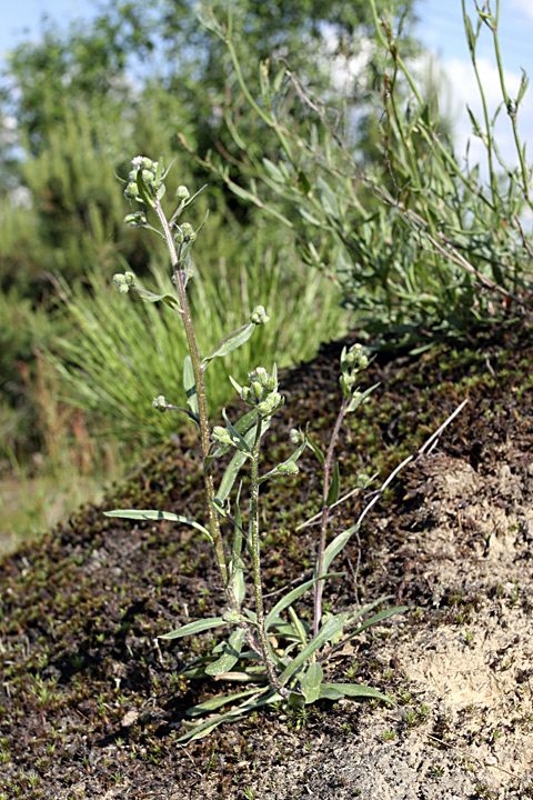 Image of Erigeron acris specimen.