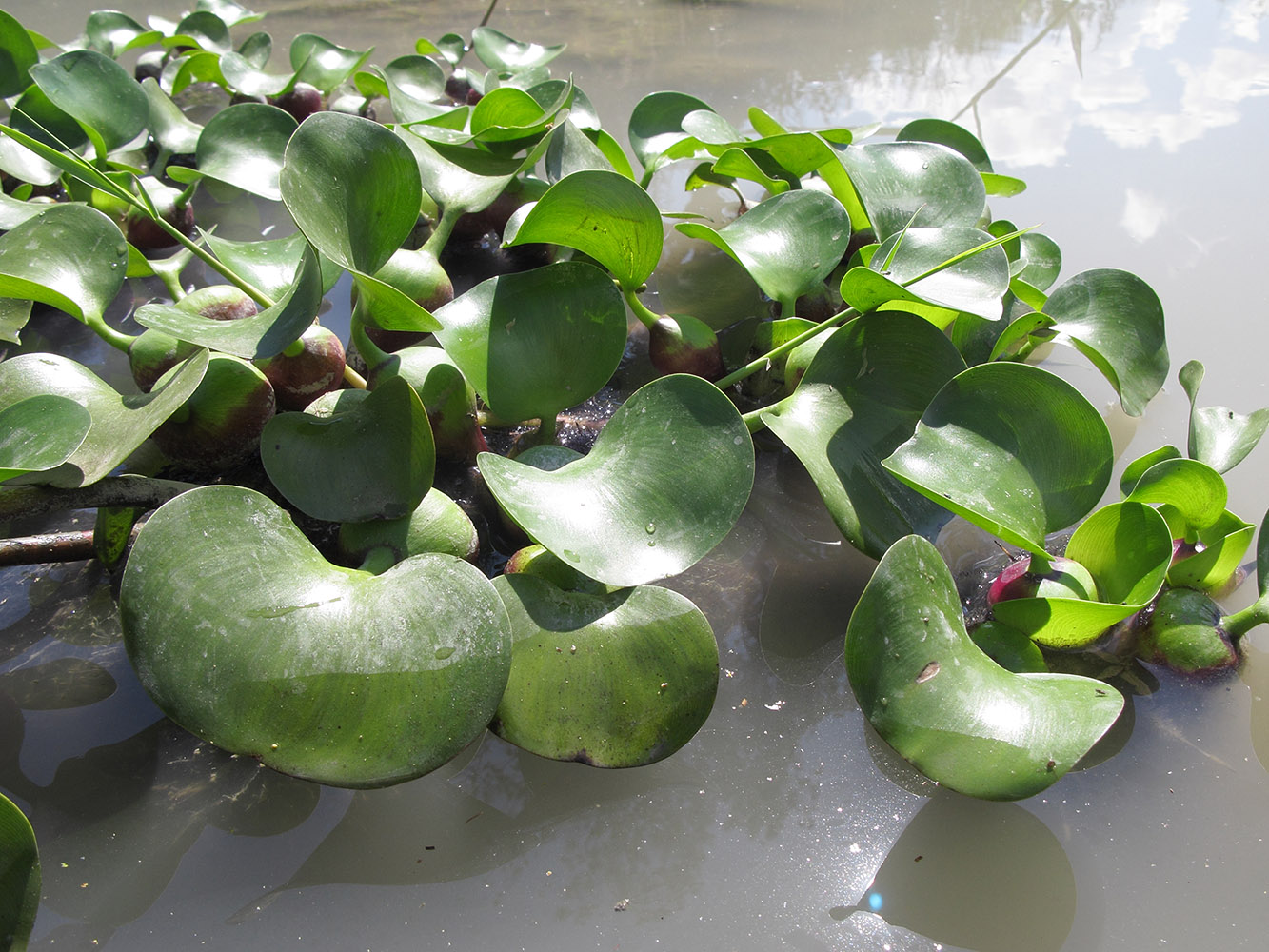 Image of Eichhornia crassipes specimen.