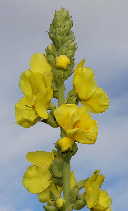 Изображение особи Verbascum phlomoides.