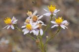 View gallery of subtaxa Image of specimen