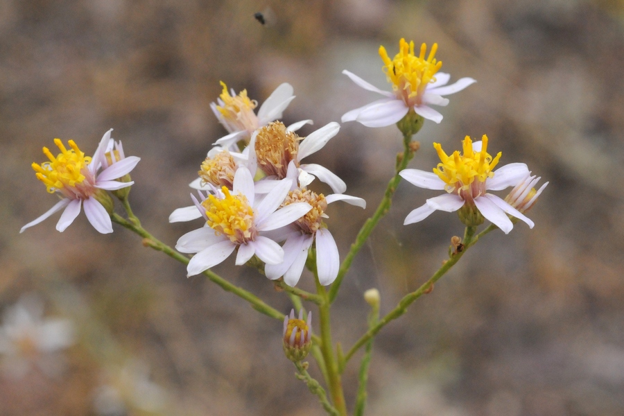 Изображение особи Galatella saxatilis.