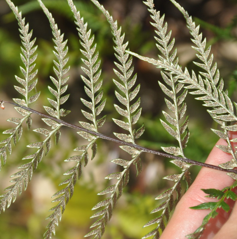 Image of Pityrogramma calomelanos specimen.